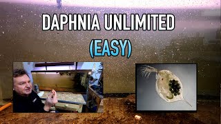 How I Raise Daphnia Water Fleas And You Can Too [upl. by Kalvn165]