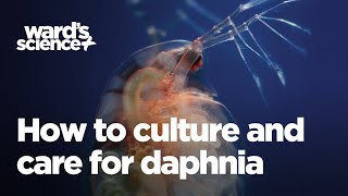 Caring and Culturing for Daphnia [upl. by Jacinda]