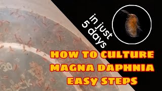 How to Culture Magna Daphnia Easily [upl. by Lam434]