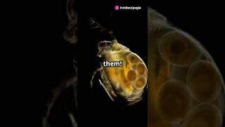 How to culture Daphnia for your Aquarium [upl. by Hsetih884]