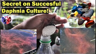 How to Culture Daphnia Successfully [upl. by Dlaregztif]