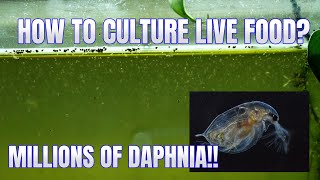 How to Culture Daphnia Secret Method to Breed MILLIONS  Simply Aquatic [upl. by Frohman]