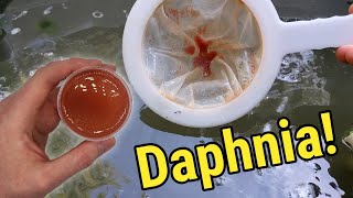 How I Culture Daphnia In Outdoor Tubs [upl. by Tine]