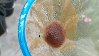 How to culture daphnia moina in a small container Part 1 English Subtitle [upl. by Erdnoid]