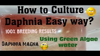 Daphnia MagnaHow to Culture Daphnia Easy wayCulturing Daphnia using Green water Daphnia [upl. by Hgielrebmik117]