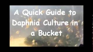 How to culture daphnia outside [upl. by Yordan945]