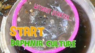 How to culture daphnia moina the easy way 1  Starting the Daphnia culture [upl. by Emanuela995]