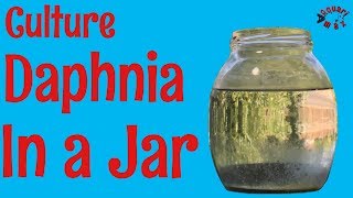 How to Culture Daphnia in a Jar [upl. by Chase]