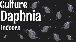 How to Culture Daphnia [upl. by Colwen]