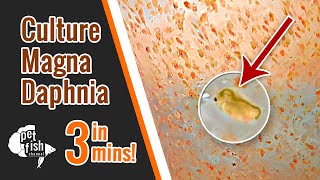 How to culture DAPHNIA MAGNA  The easy way [upl. by Hilleary]