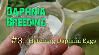 Daphnia Culture made simple and easy 3  Hatching Daphnia eggs [upl. by Iadam414]