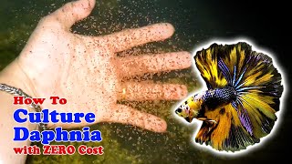 How to Culture Daphnia with ZERO Cost  Unlimited Live Food For Our Fish [upl. by Nospmas408]