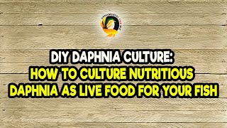 DIY Daphnia Culture How to Culture Nutritious Daphnia as Live Food for Your Fish [upl. by Ameehsat256]