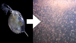 How I Culture Daphnia [upl. by Stearne]