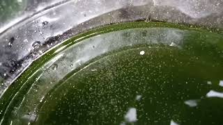 DAPHNIA MOINA CULTURE IN A SMALL BUCKET [upl. by Jegar]