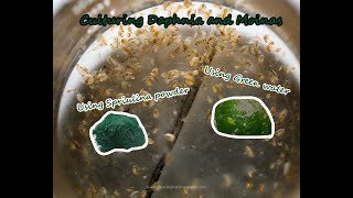 How To Culture Daphnia and Moinas using Green Water Spirulina powder [upl. by Mudenihc]