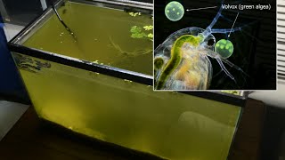 Raising Daphnia for the Freshwater Aquarium [upl. by Malachy]