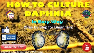 HOW TO CULTURE DAPHNIA In Easy Way [upl. by Nywg]